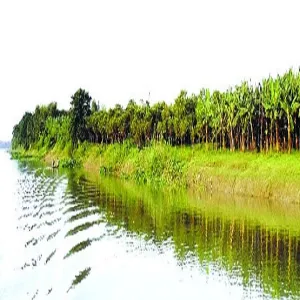ধাঁধার চর: নদীর বুকে সবুজের অপার সৌন্দর্য -দেশজুড়ে ছবি