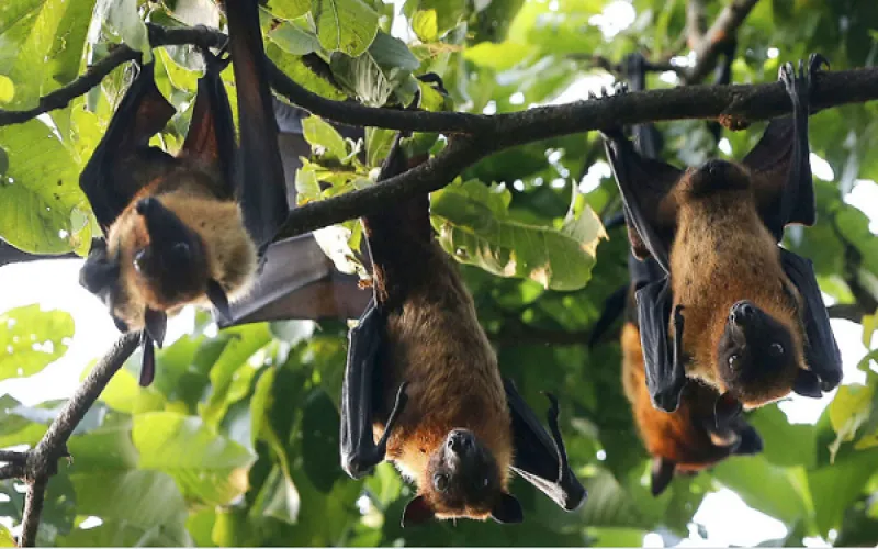 সংগ্রহীত ছবি